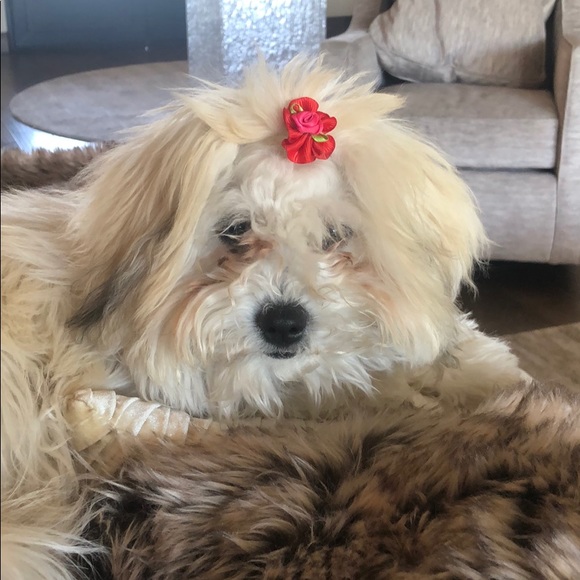 Meet your Posher, Amy - Picture 1 of 1